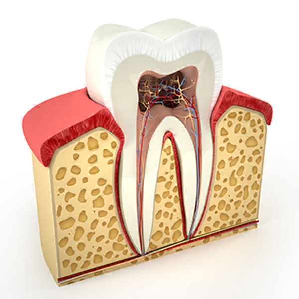 anatomia-del-dente-stefania-barbieri